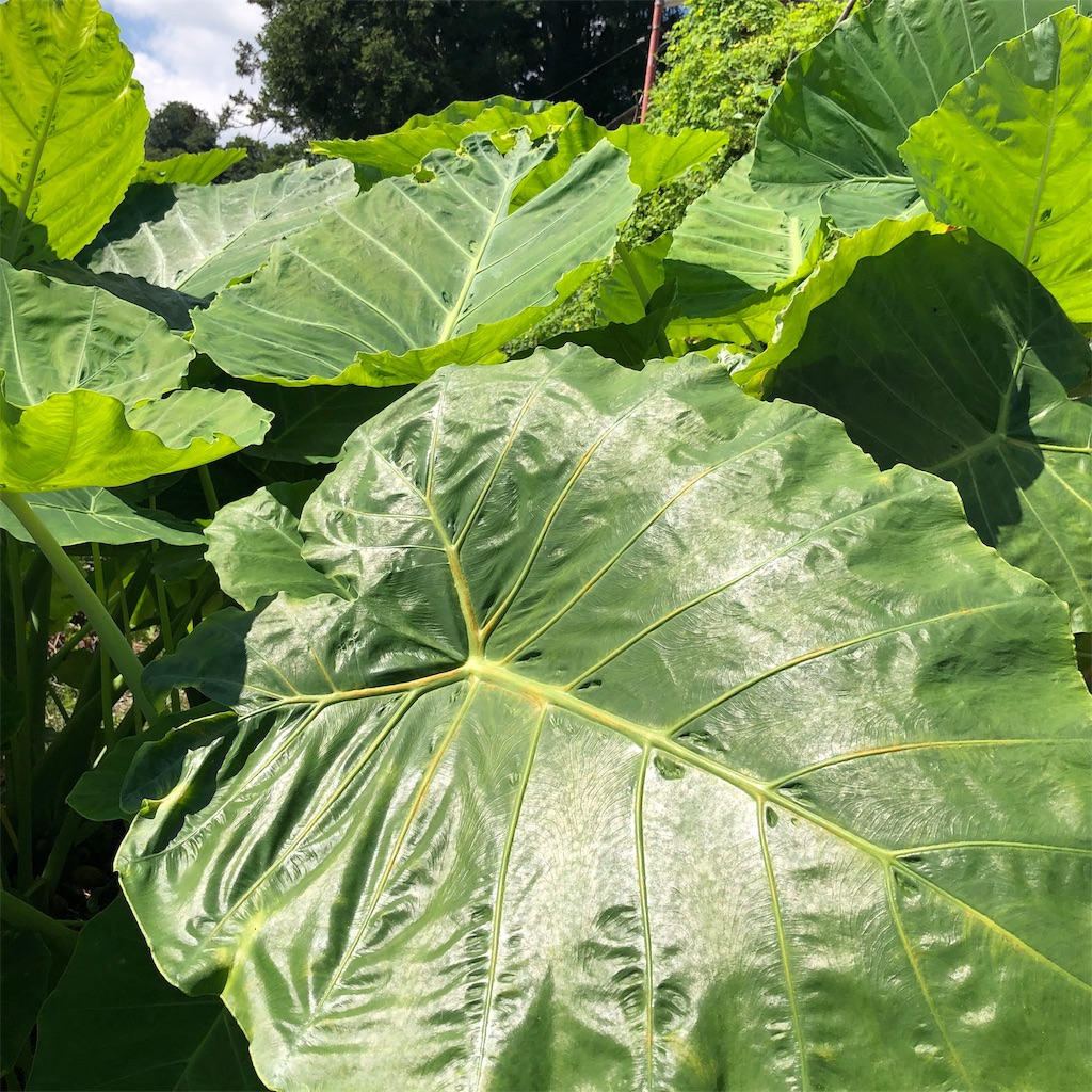 f:id:makichanchi:20190917054943j:image f:id:makichanchi:20190917054943j:image