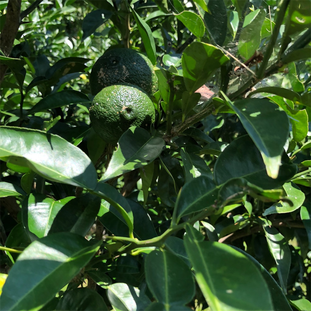 f:id:makichanchi:20190917055042j:image f:id:makichanchi:20190917055042j:image