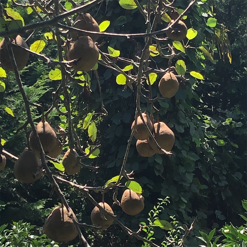 f:id:makichanchi:20190917055121j:image f:id:makichanchi:20190917055121j:image