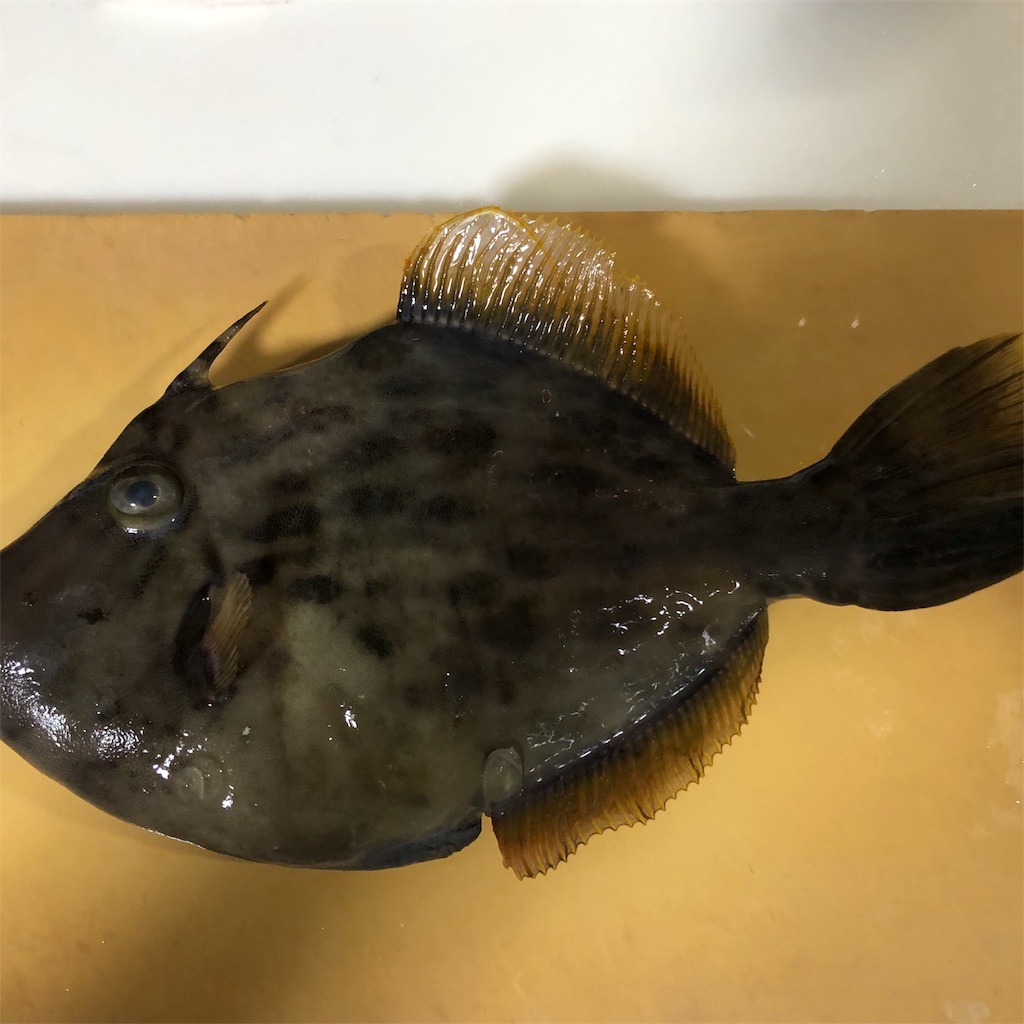 f:id:makichanchi:20191113164004j:image f:id:makichanchi:20191113164004j:image
