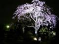 2005 sakura report @落合 最勝寺