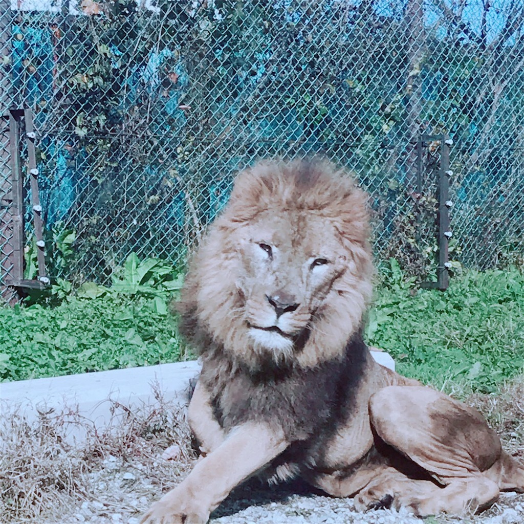 サファリパーク 那須