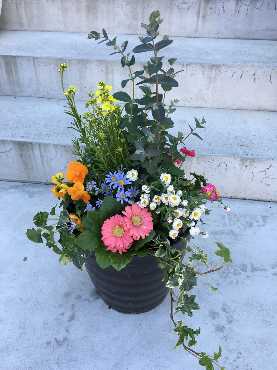 実践 春の寄せ植えと 初心者がやりがちな失敗で反省したこと 子育て迷走マヨ意中