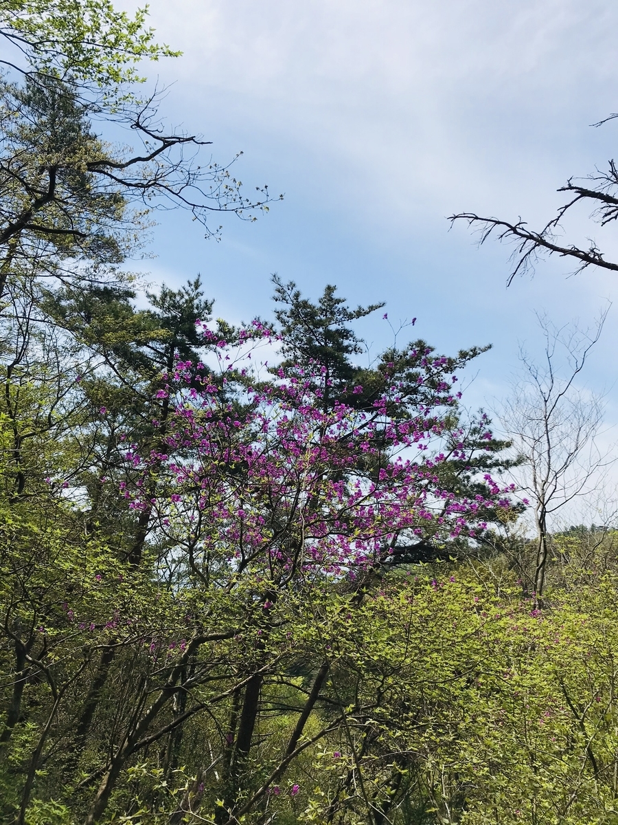 六甲山の花