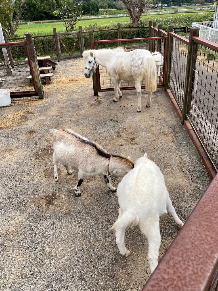 f:id:makinonigiri:20241108123728j:image f:id:makinonigiri:20241108123728j:image