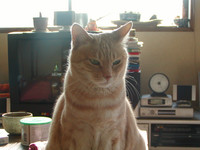 20040424205028