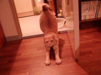 20040915225611