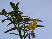 20040926203450