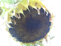 20040926203452