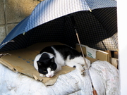 昼寝ねこ