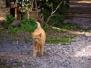 [ねこ]