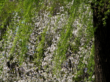 f:id:makisuke:20060409143422j:image