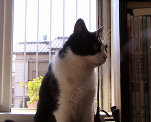f:id:makisuke:20080406134055j:image