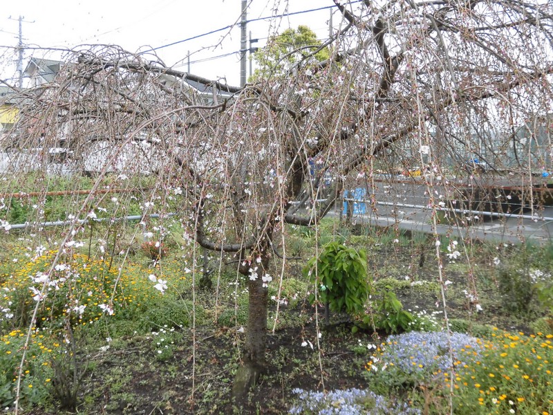 f:id:makisutoubutanosimu:20200329145536j:plain f:id:makisutoubutanosimu:20200329145536j:plain