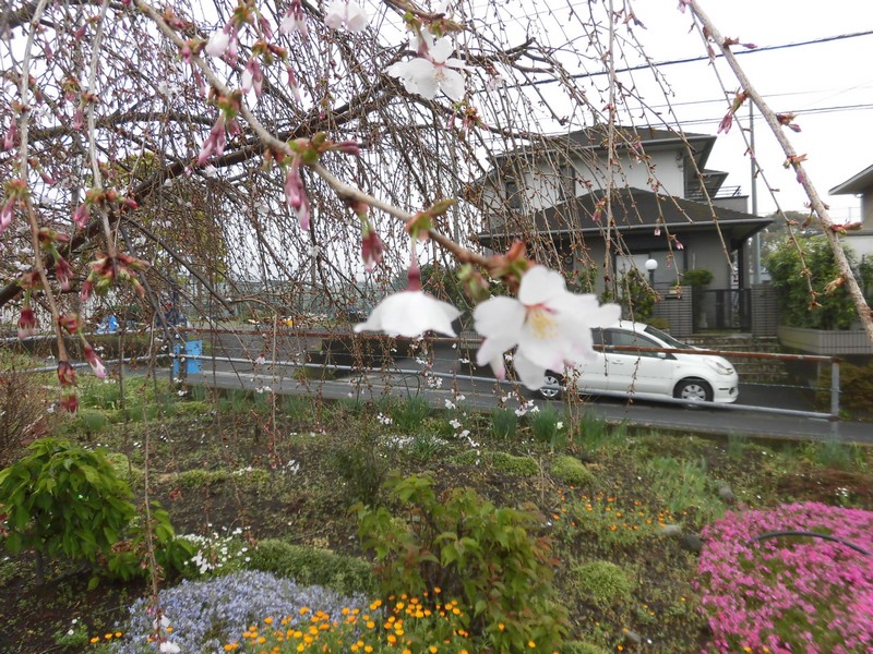 f:id:makisutoubutanosimu:20200329145614j:plain f:id:makisutoubutanosimu:20200329145614j:plain