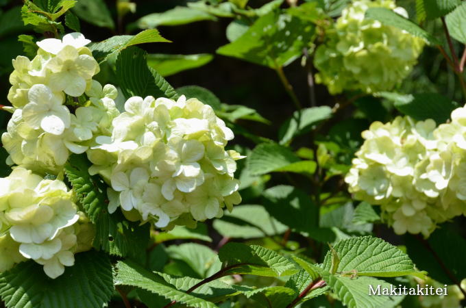 f:id:makitakitei:20180517103939j:plain f:id:makitakitei:20180517103939j:plain