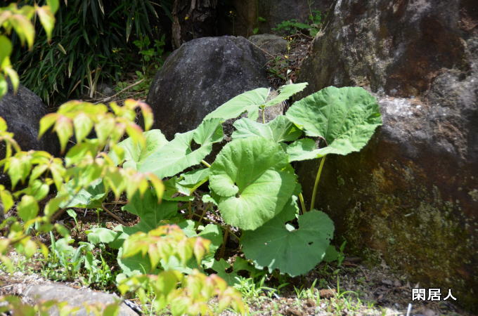 f:id:makitakitei:20180517104018j:plain f:id:makitakitei:20180517104018j:plain