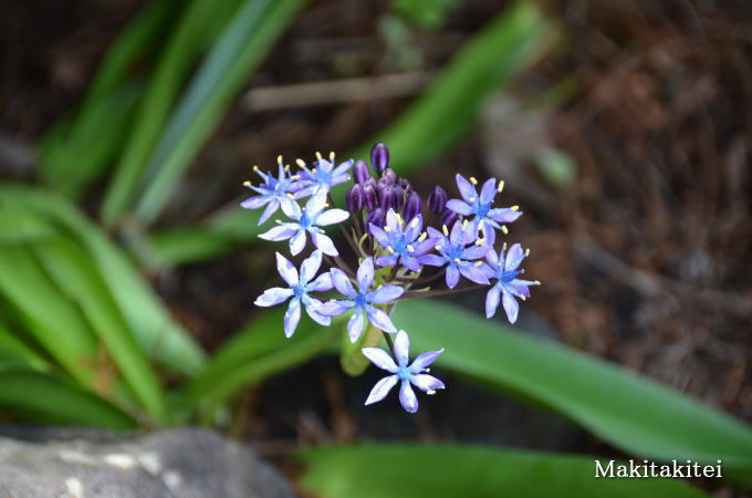 f:id:makitakitei:20180517104125j:plain f:id:makitakitei:20180517104125j:plain