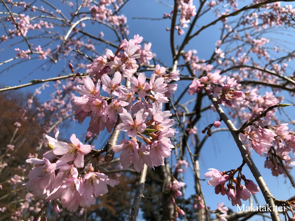 滝桜の孫