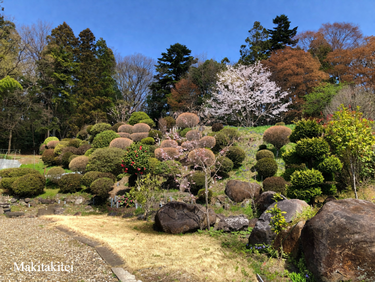 満開の桜