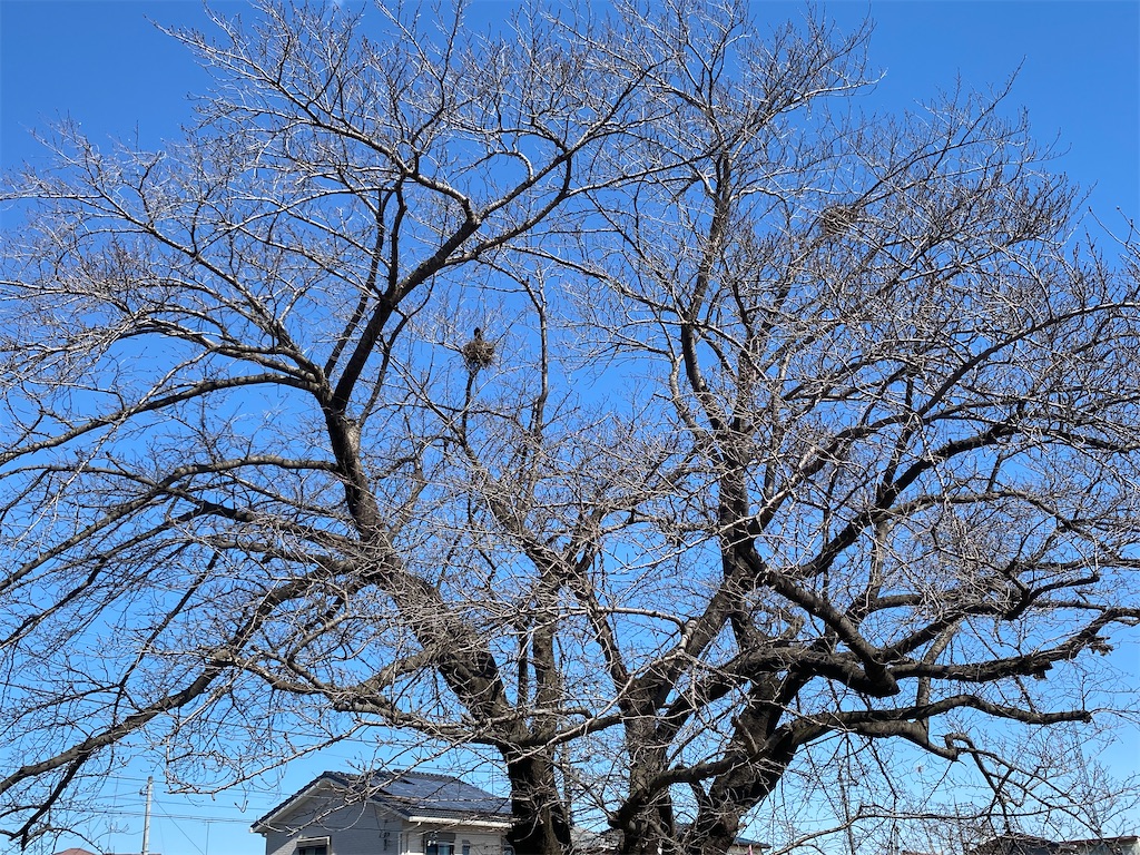 f:id:makko_fractus:20240313073305j:image