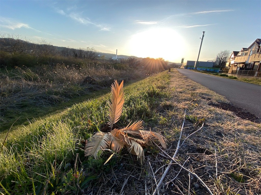 f:id:makko_fractus:20240326073803j:image