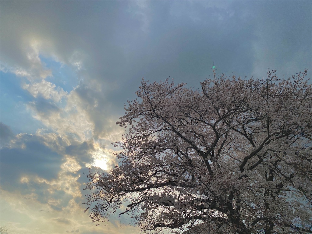 f:id:makko_fractus:20240408073642j:image