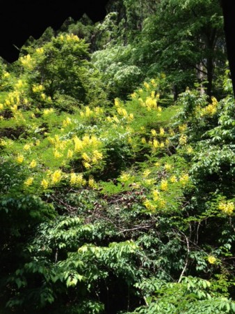 f:id:makkoh-oyaji:20130521132401j:image