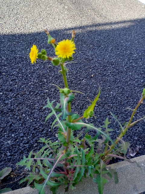 f:id:makkosan70:20201015144651j:plain f:id:makkosan70:20201015144651j:plain