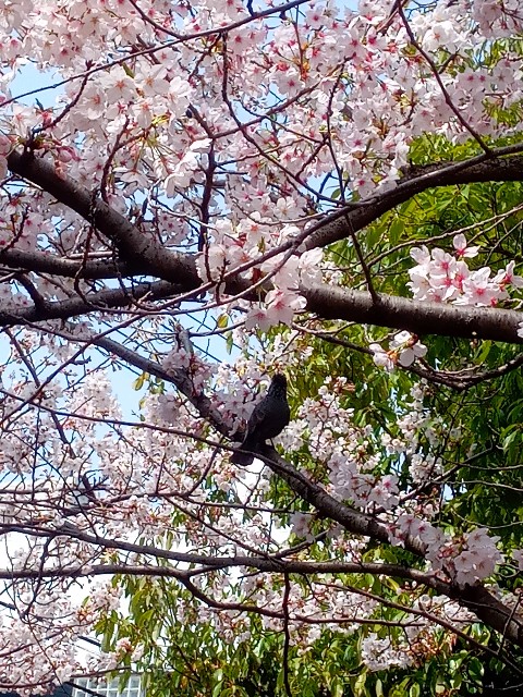 f:id:makkosan70:20210329130143j:plain