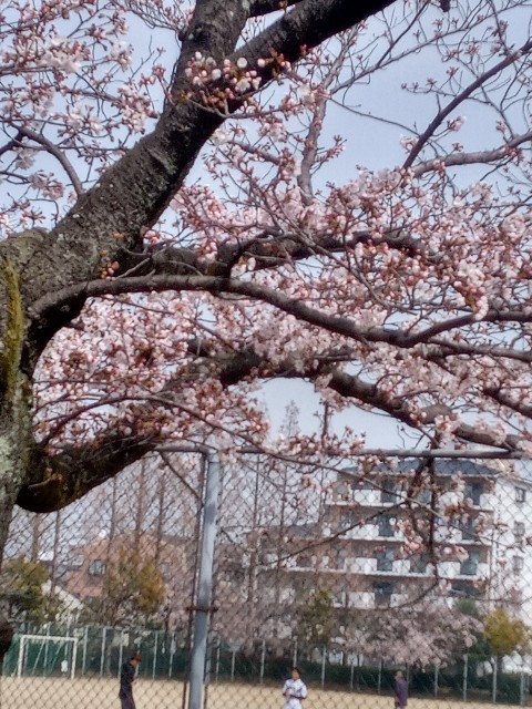 f:id:makkosan70:20210329132138j:plain