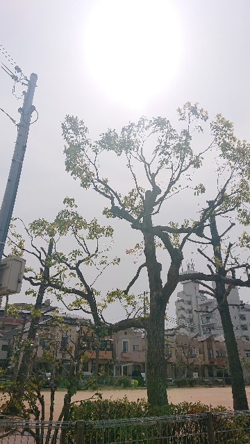 f:id:makkosan70:20210329135858j:plain