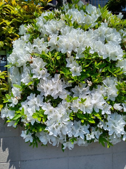 f:id:makkosan70:20210419133631j:plain