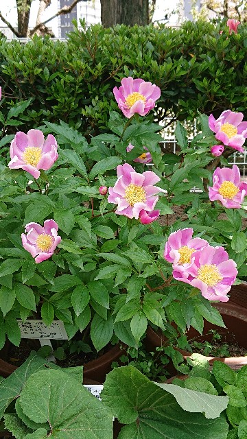 f:id:makkosan70:20210513135838j:plain
