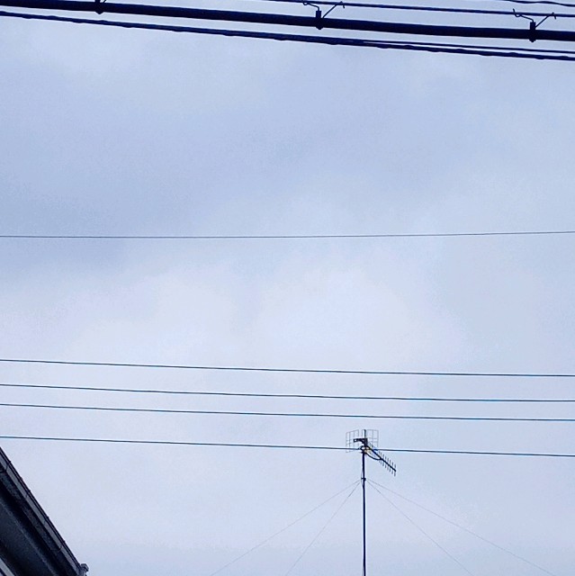 f:id:makkosan70:20210613130519j:plain