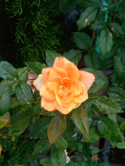 f:id:makkosan70:20210817124054j:plain