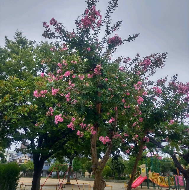 f:id:makkosan70:20210817132432j:plain