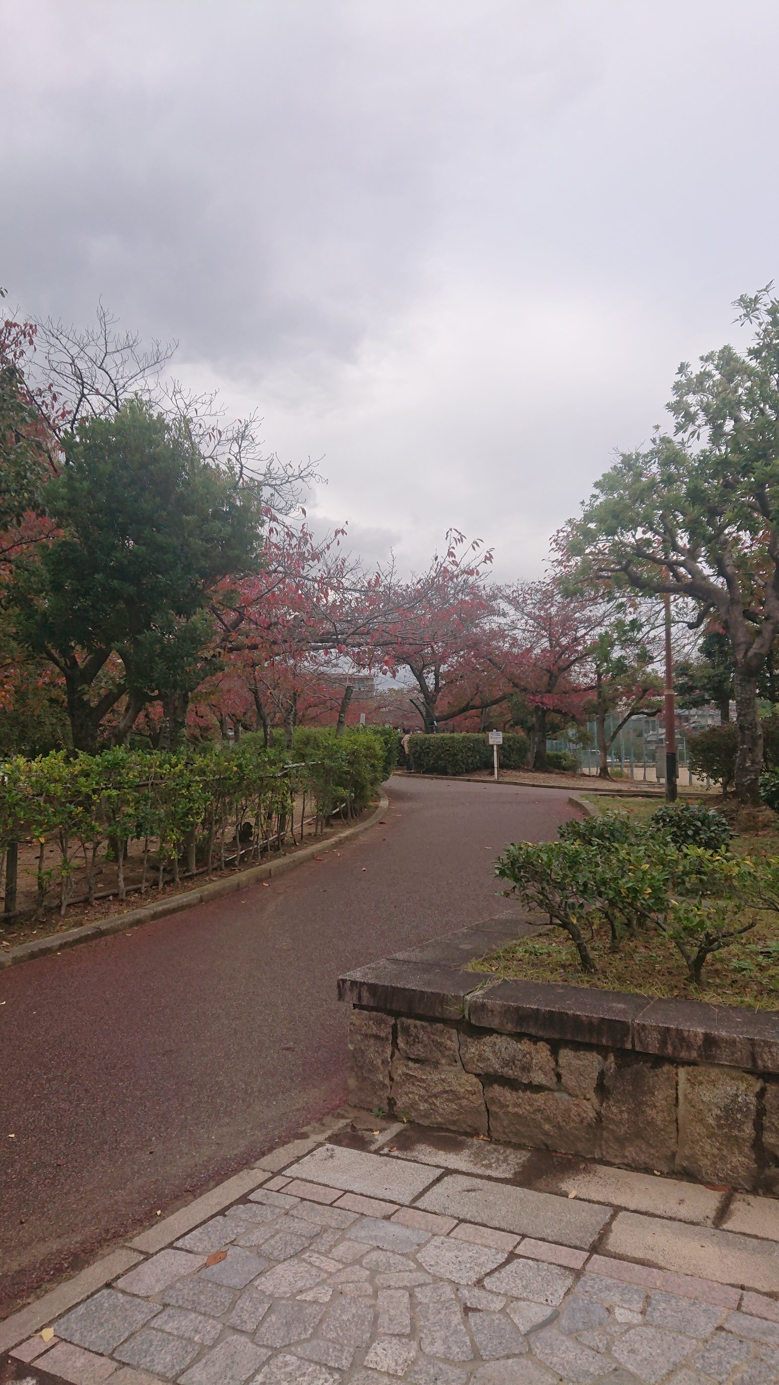 f:id:makkosan70:20211109133959j:plain