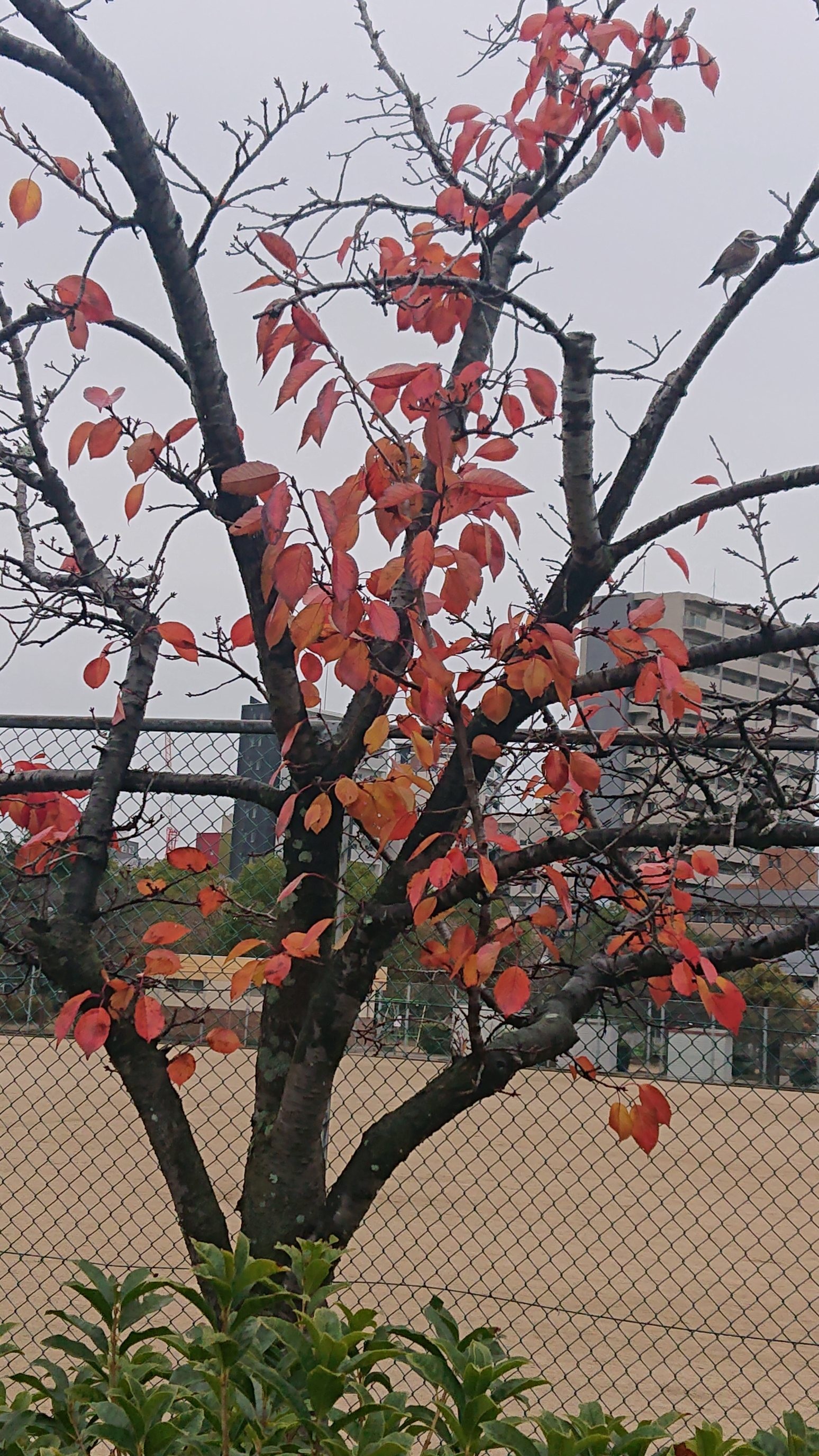 f:id:makkosan70:20211207142951j:plain