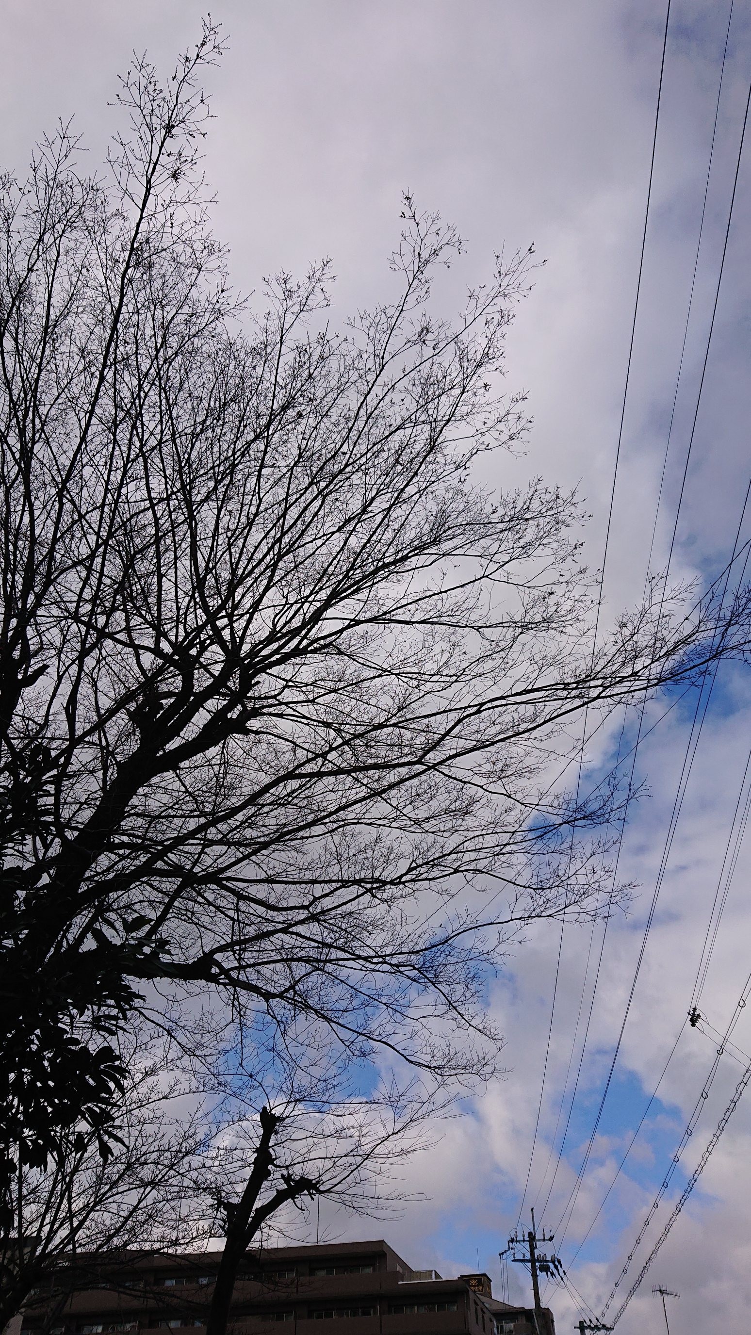 f:id:makkosan70:20220105130522j:plain
