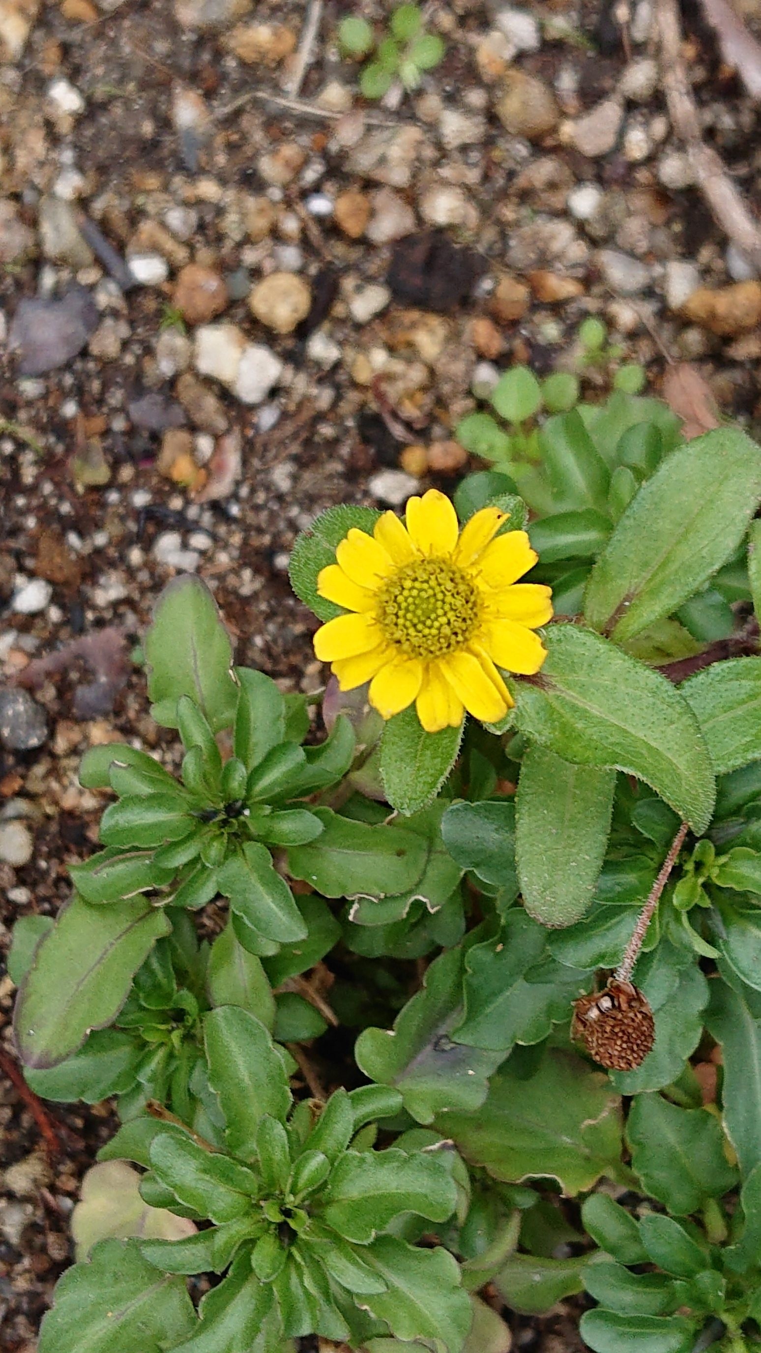f:id:makkosan70:20220105130558j:plain