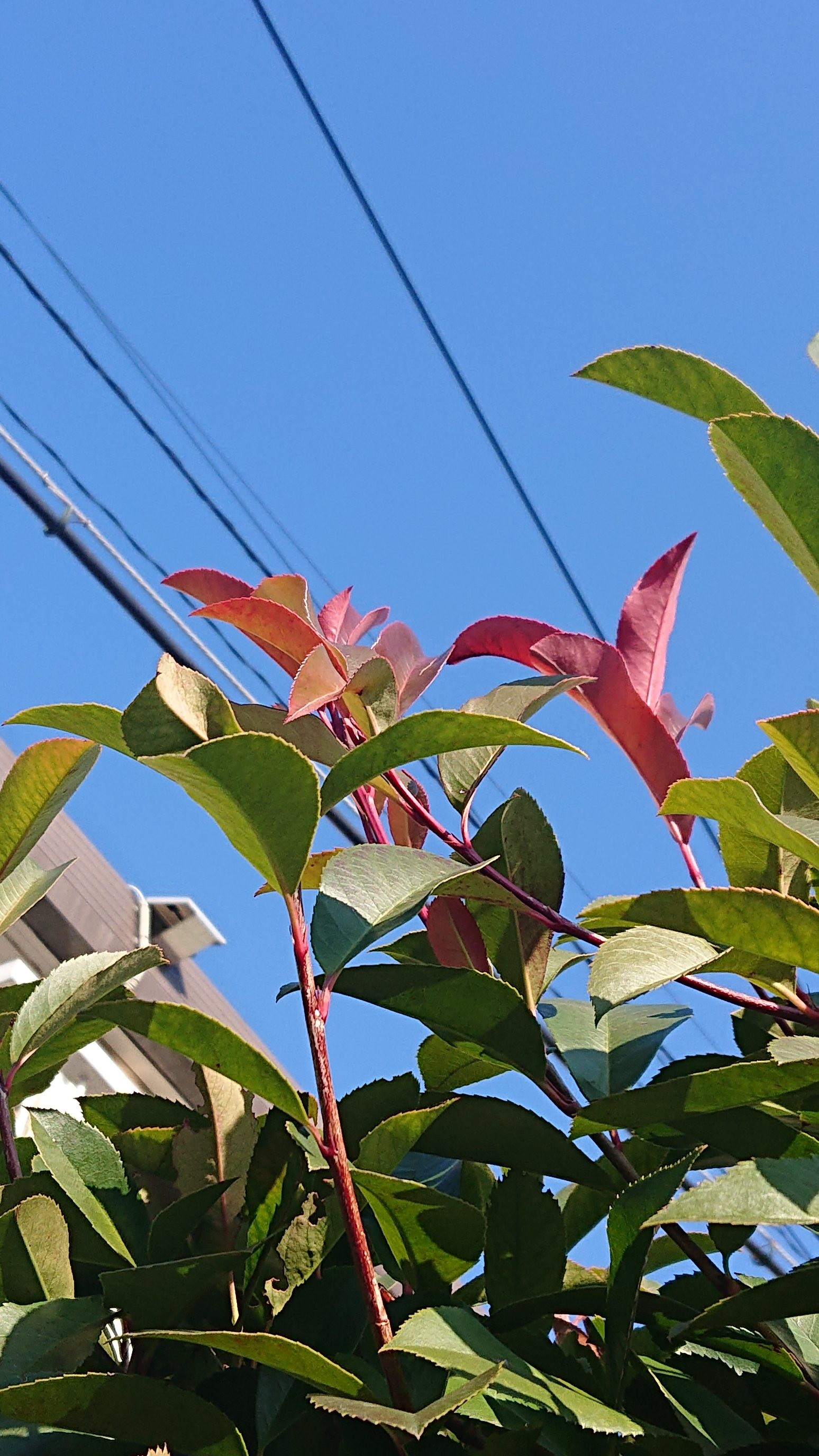 f:id:makkosan70:20220110140419j:plain