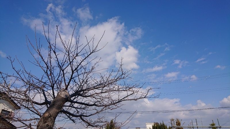 f:id:makkosan70:20220128135231j:plain