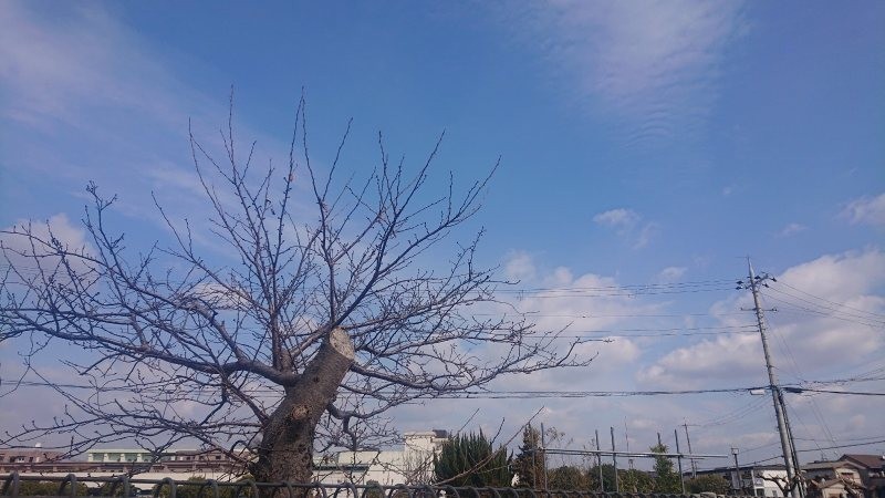f:id:makkosan70:20220203132905j:plain