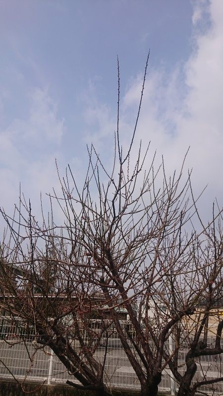 f:id:makkosan70:20220302134052j:plain