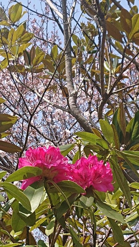 f:id:makkosan70:20220330130610j:plain