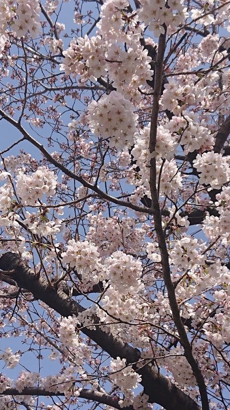 f:id:makkosan70:20220330132211j:plain
