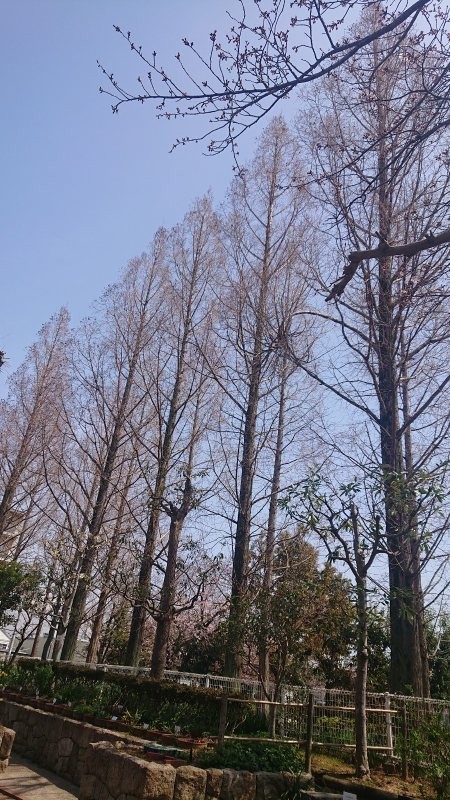 f:id:makkosan70:20220330132221j:plain