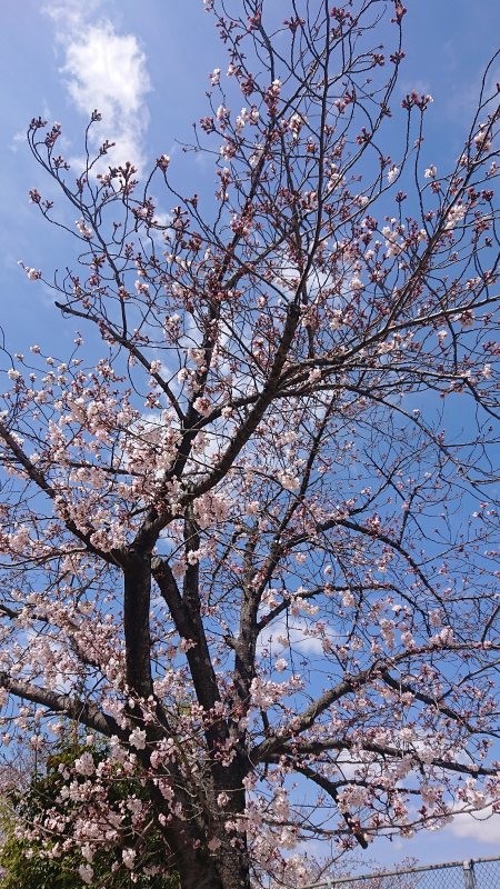 f:id:makkosan70:20220401140335j:plain