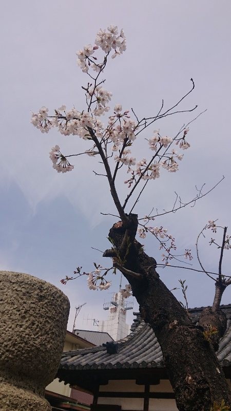 f:id:makkosan70:20220402143336j:plain
